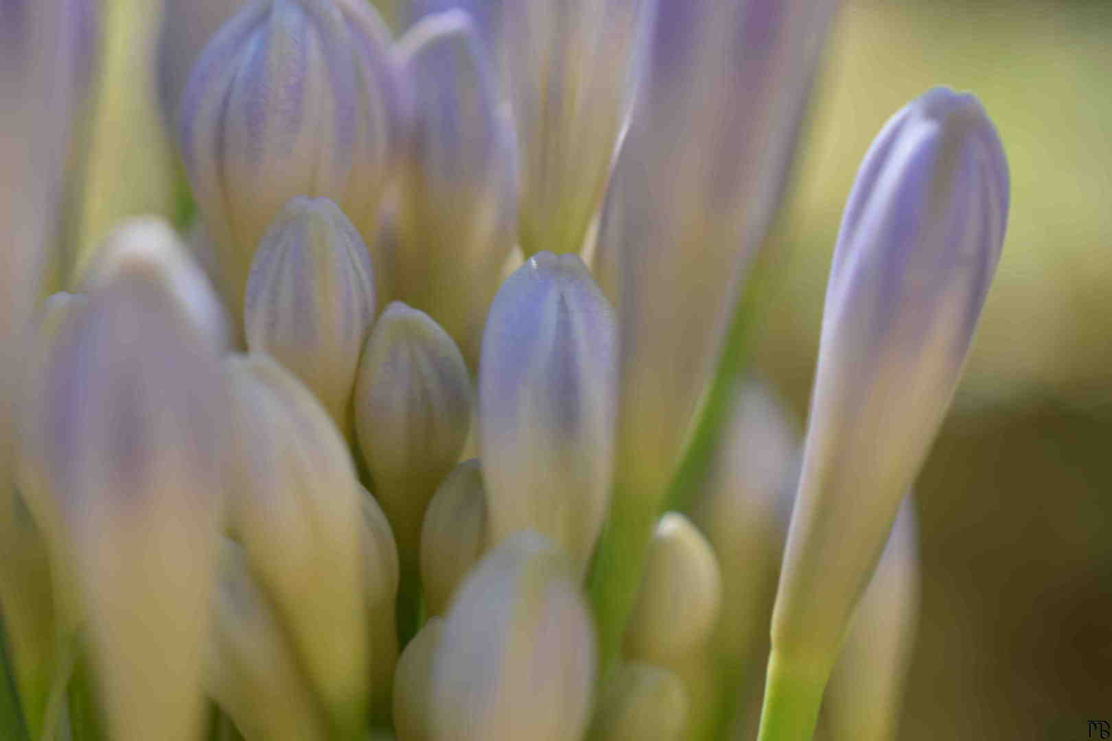 Purple Flower Buds