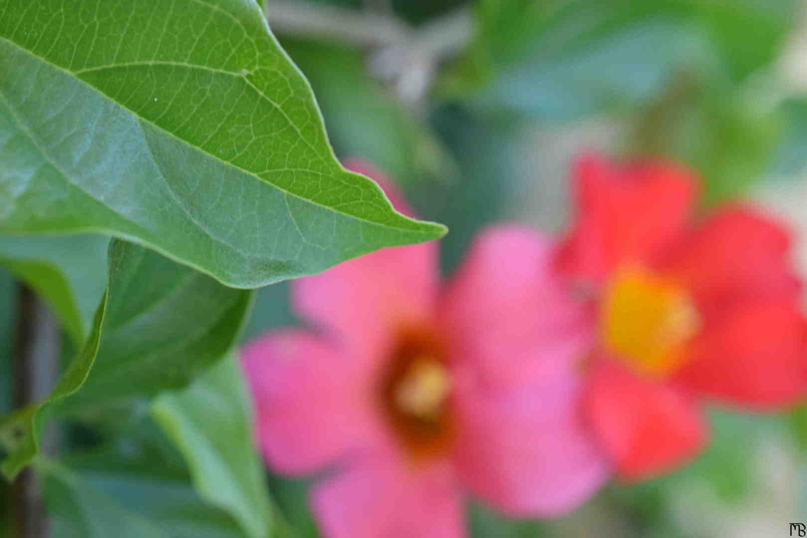 Leaf with Red Flowers