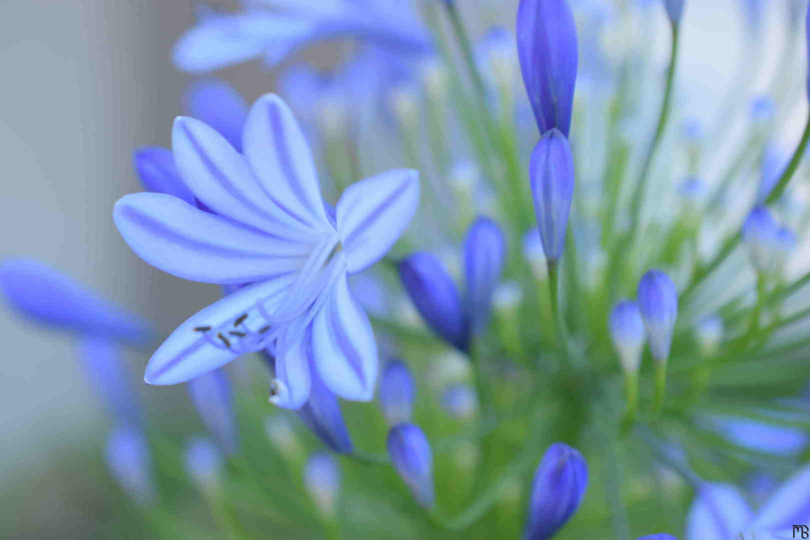 Purple Flower and Buds