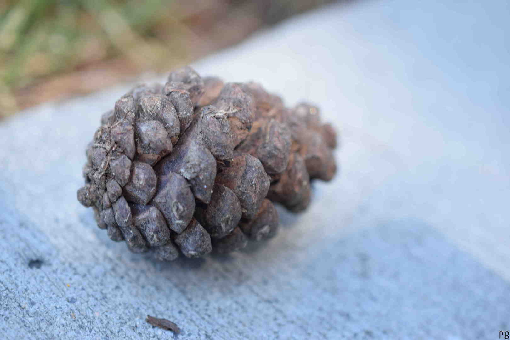 Pinecone on sidewalk