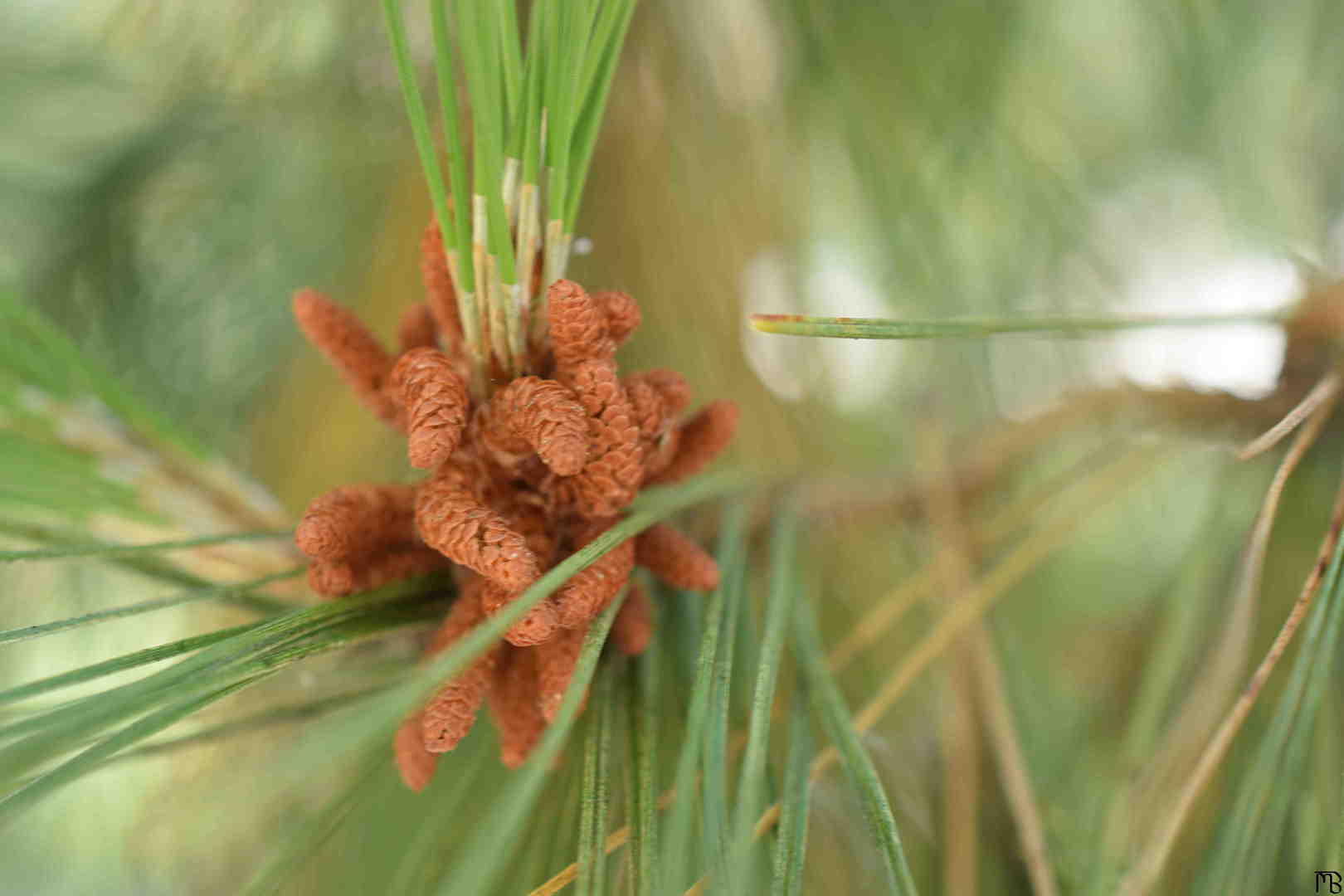 Pinetree leaves