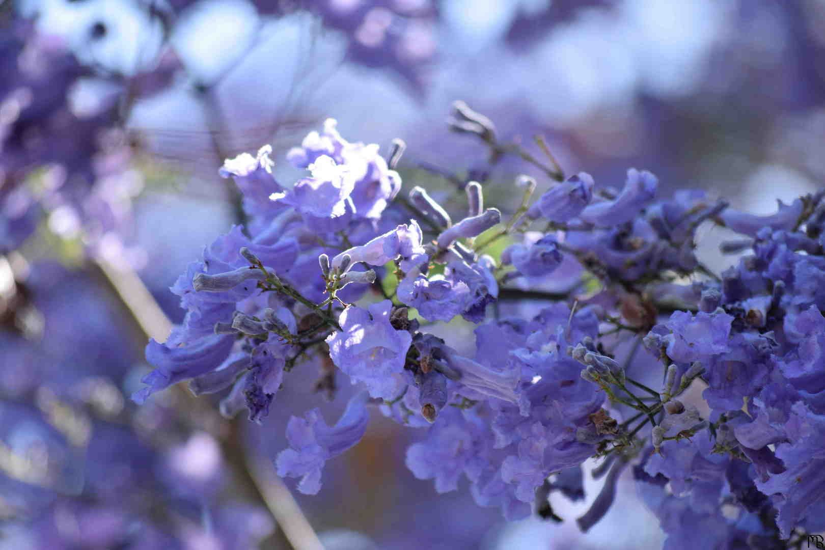 Purple flowers on branch