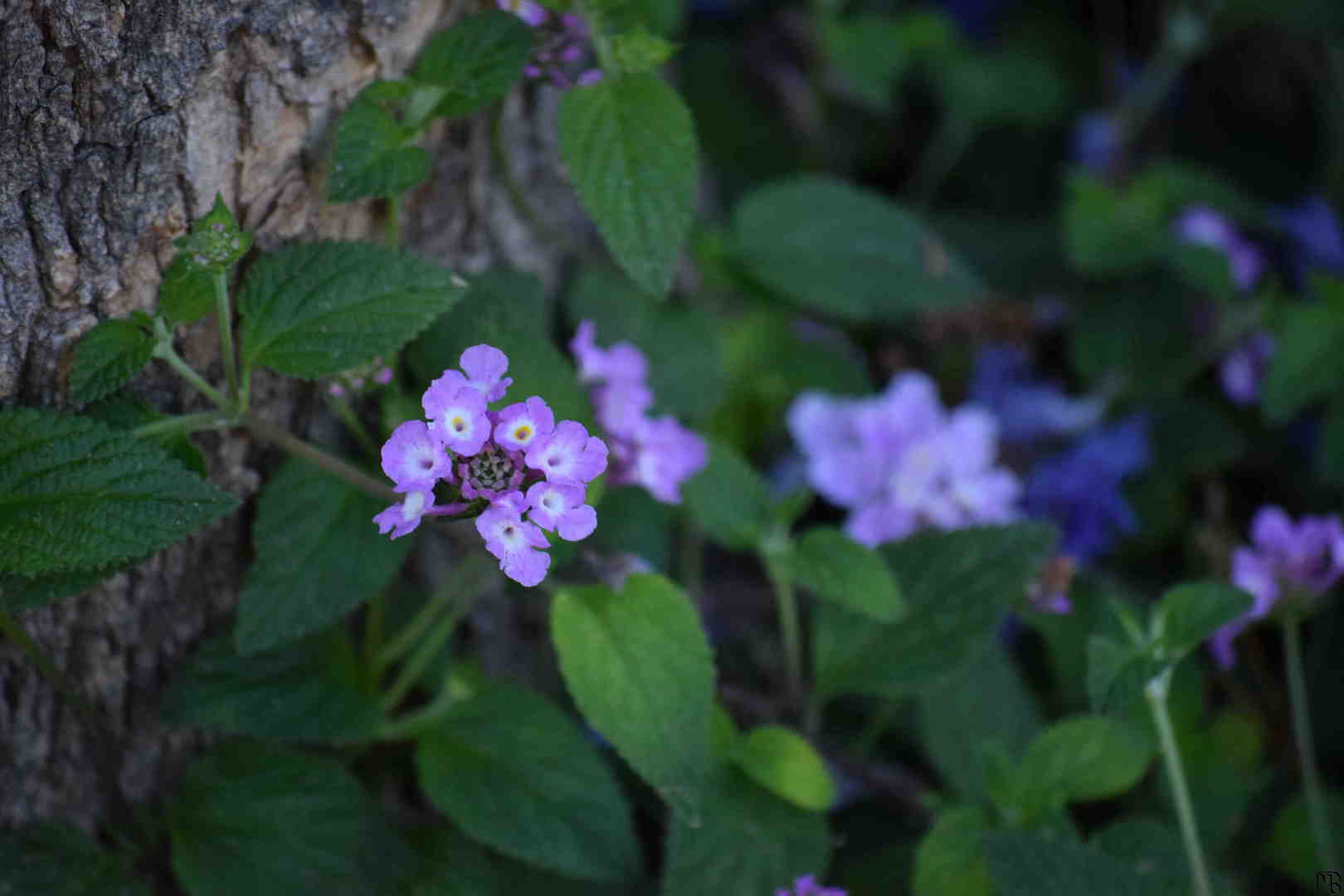 Shaded purple flower