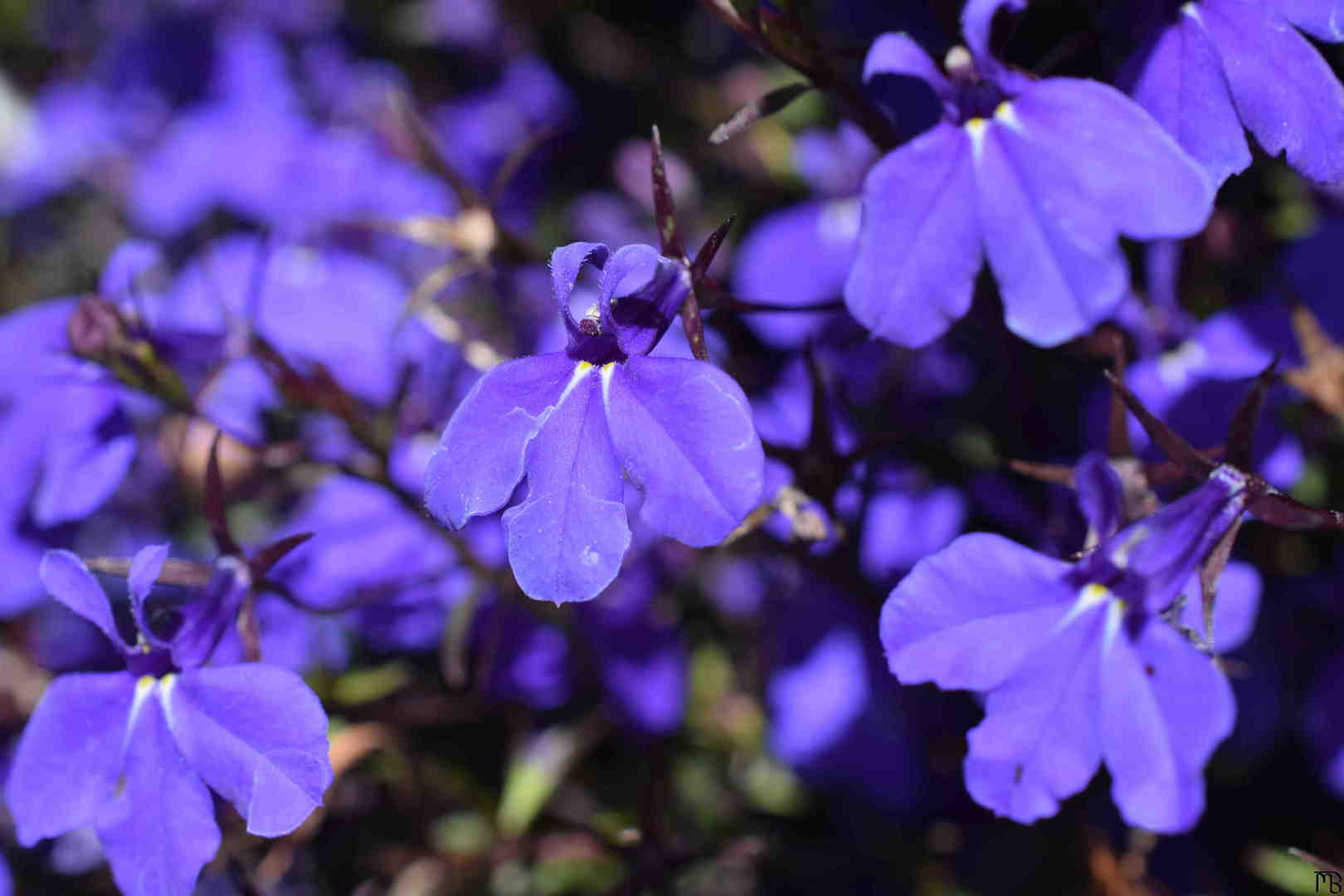 Purple flowers