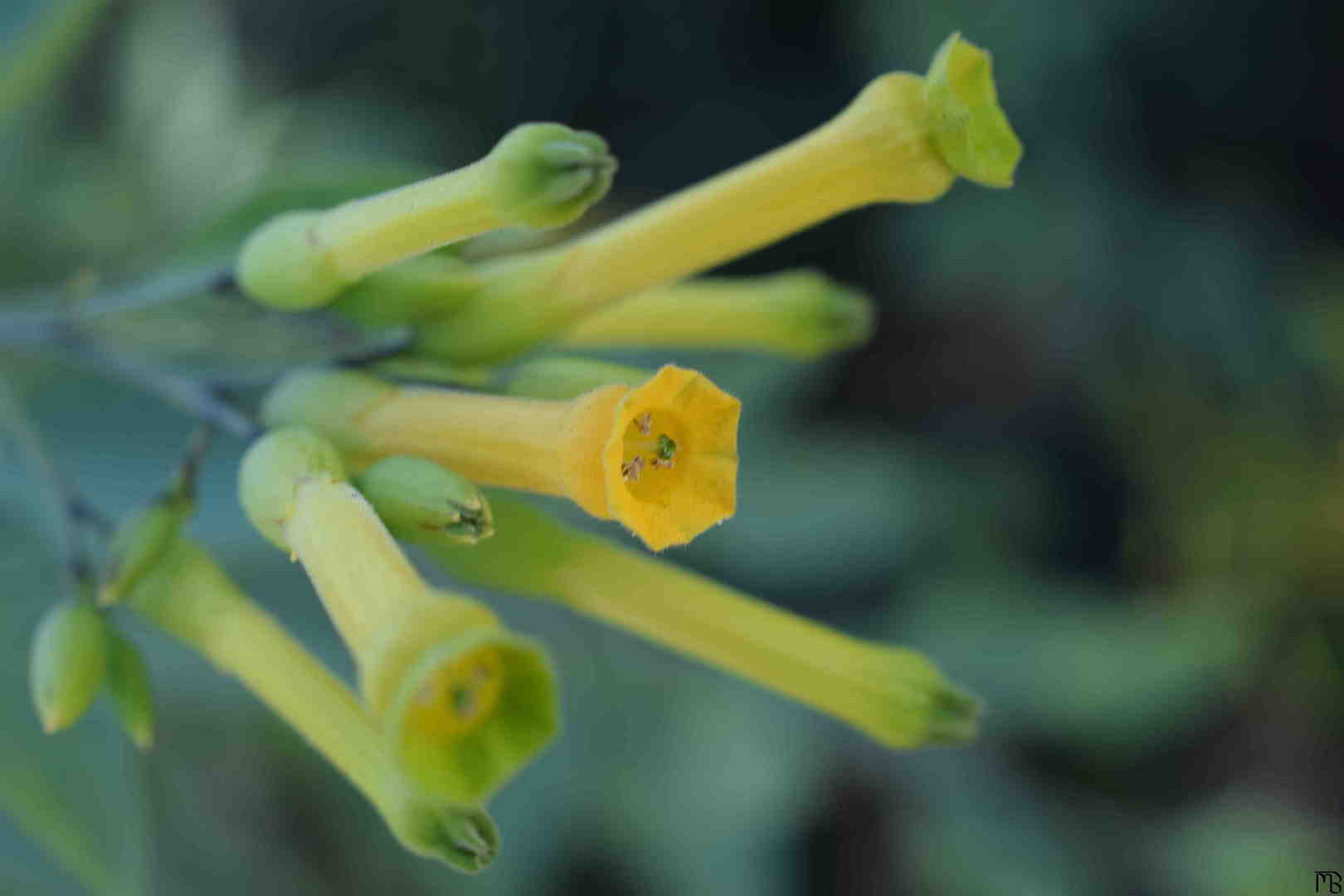 Yellow flower and buds