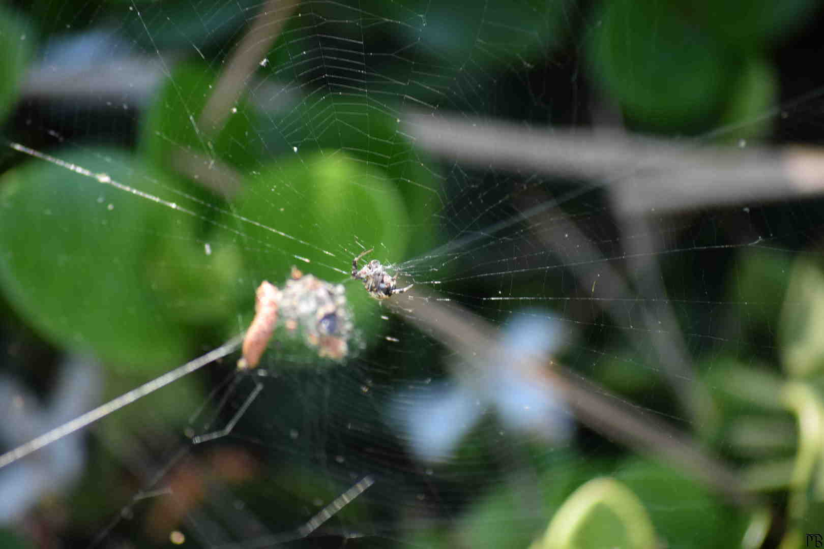 Spider on web