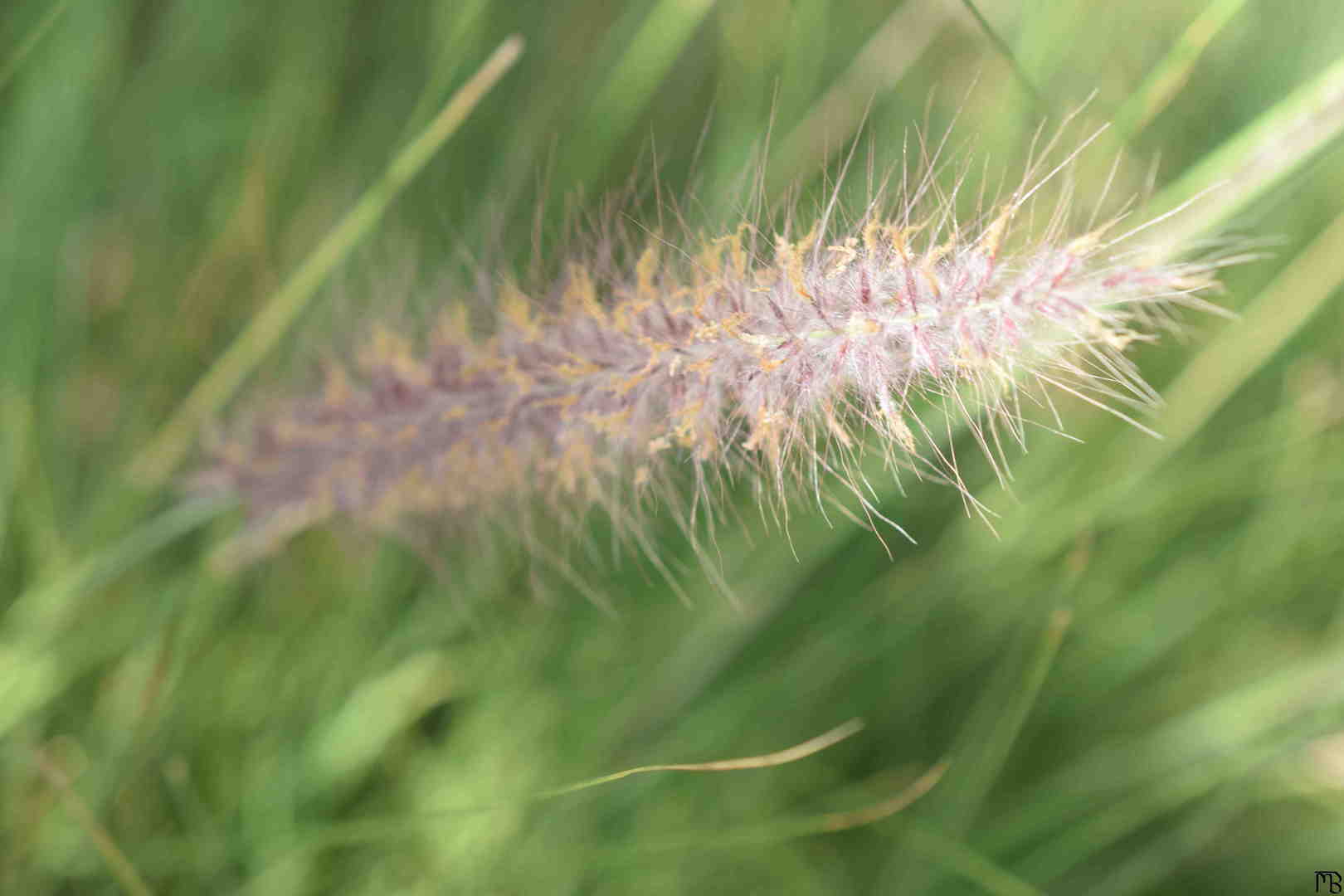 Fuzzy fern