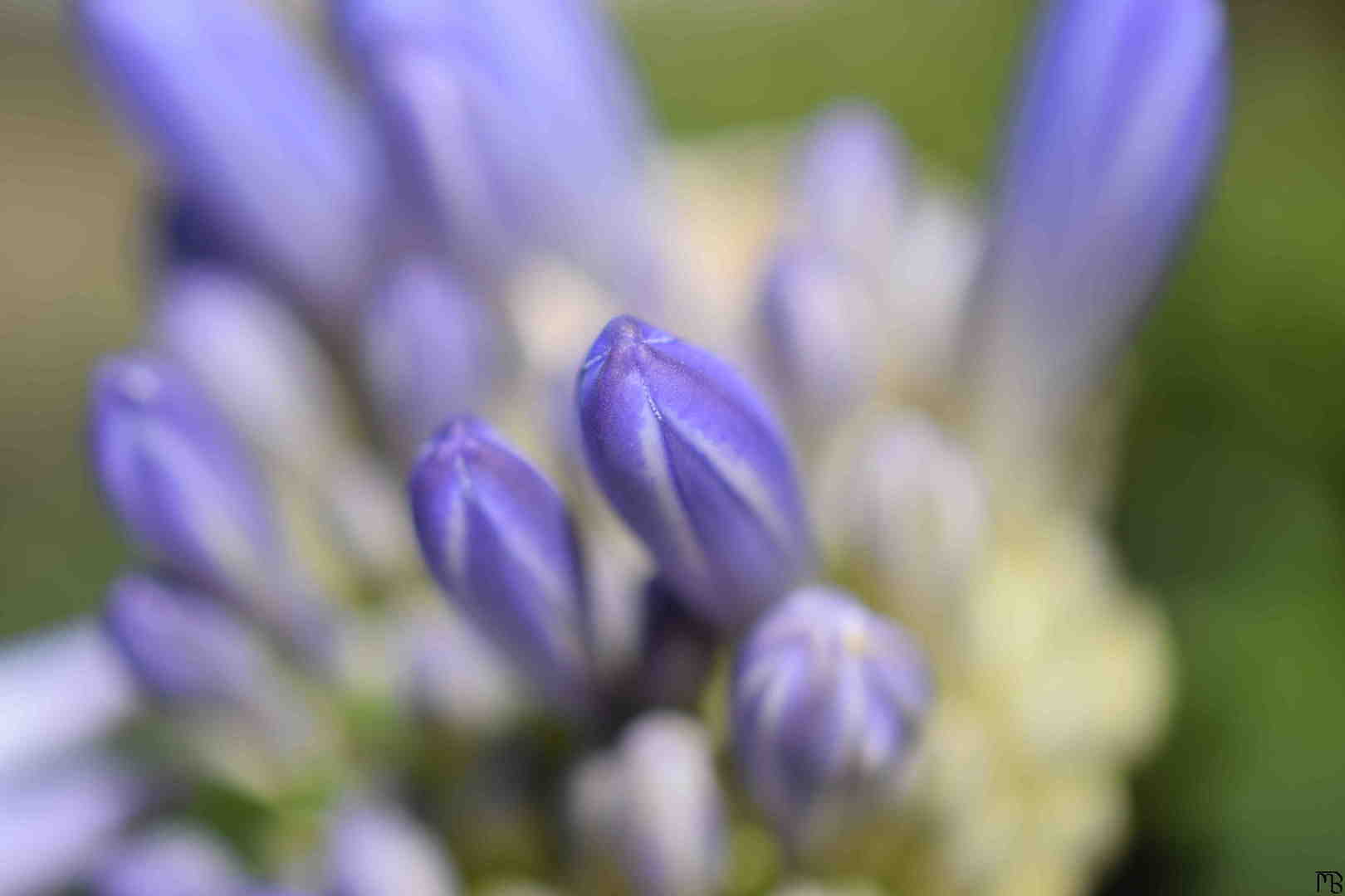 Purple flower buds