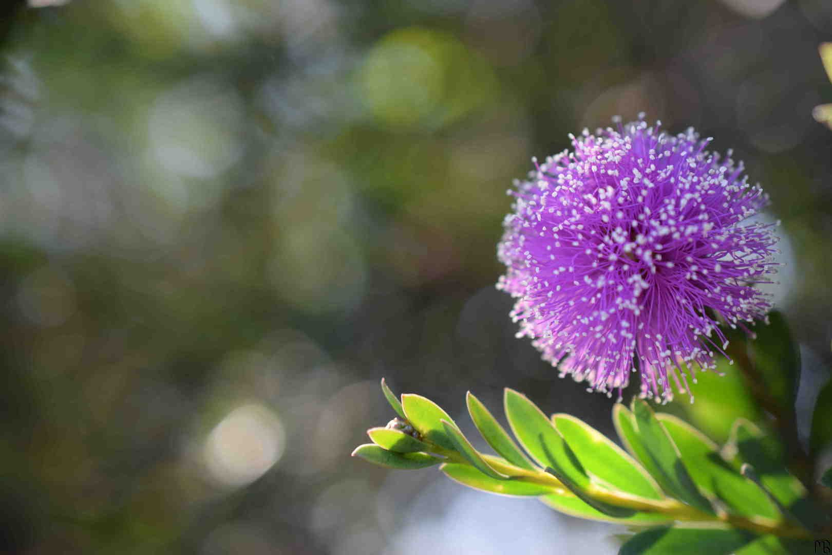 Purple flower in the bush