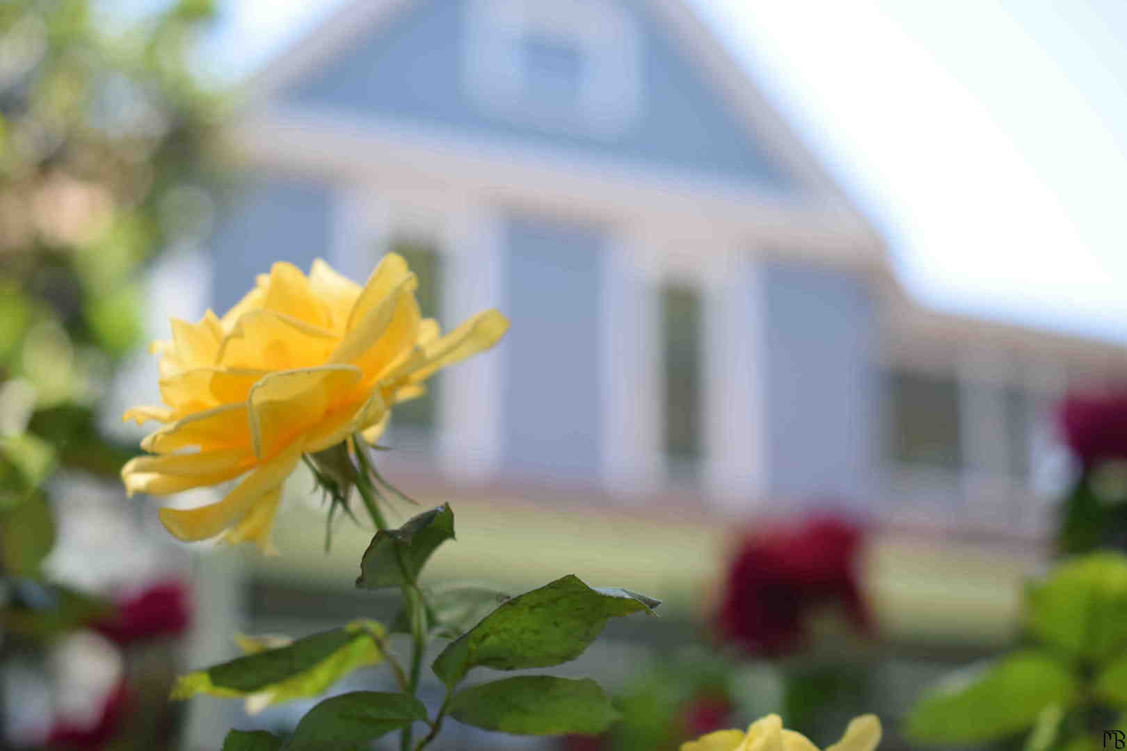 Yellow flower with blue house background