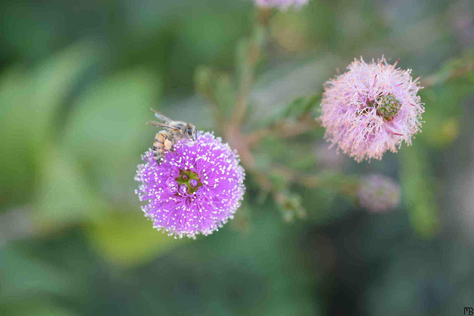 Bee on a purple flower