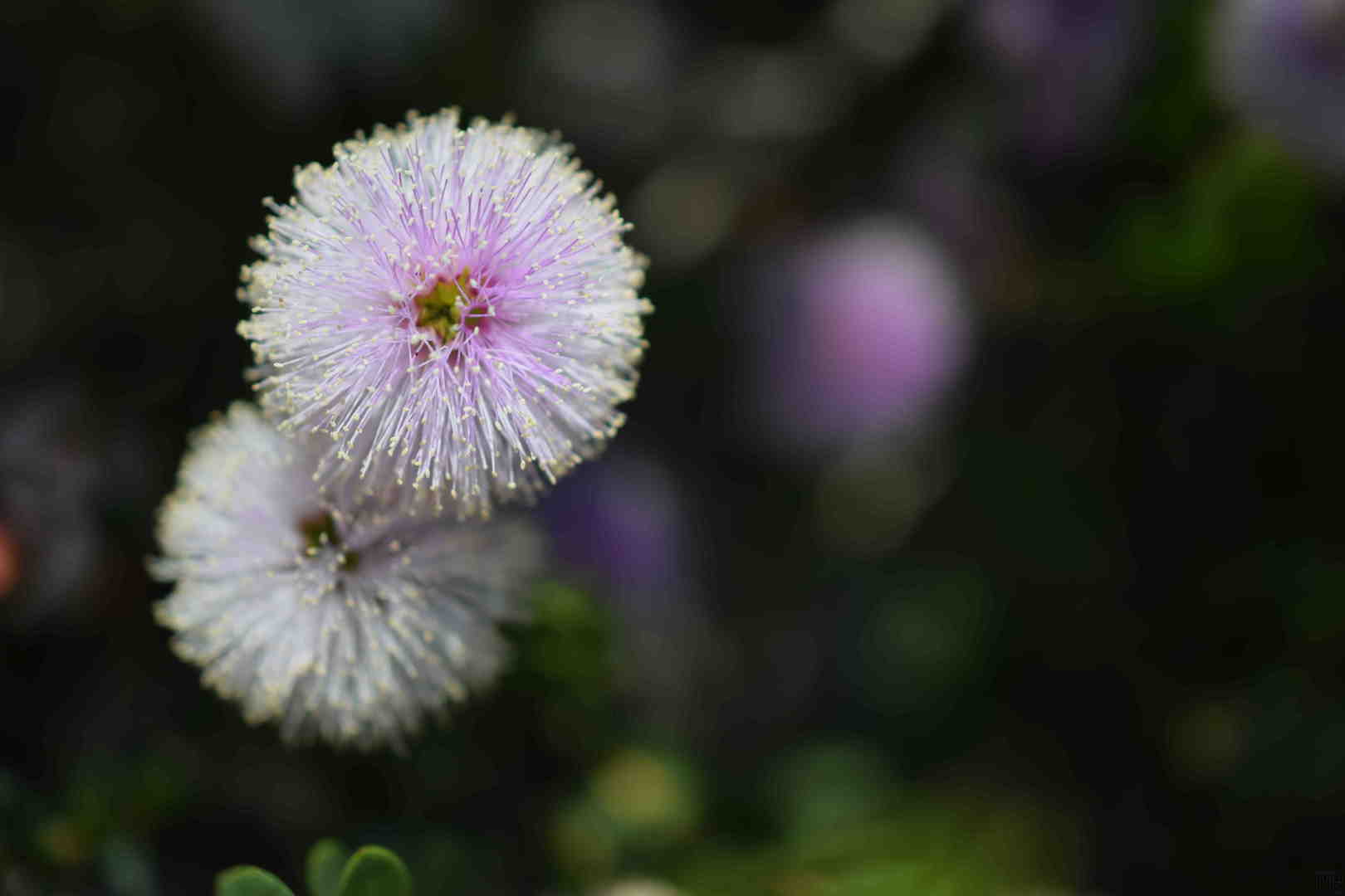 White flower on a bush