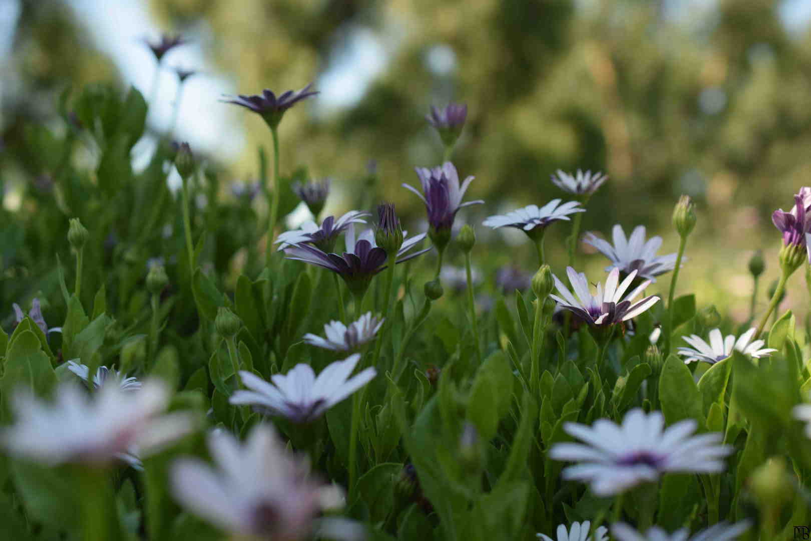 White flowers in the bush