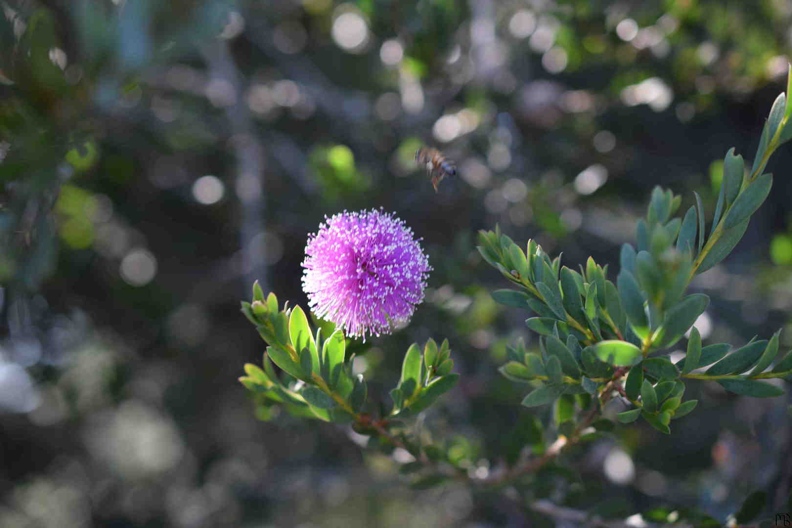 Bee above a purple flower