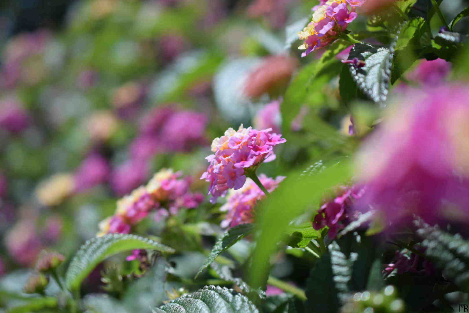 Pink flowers on a bush