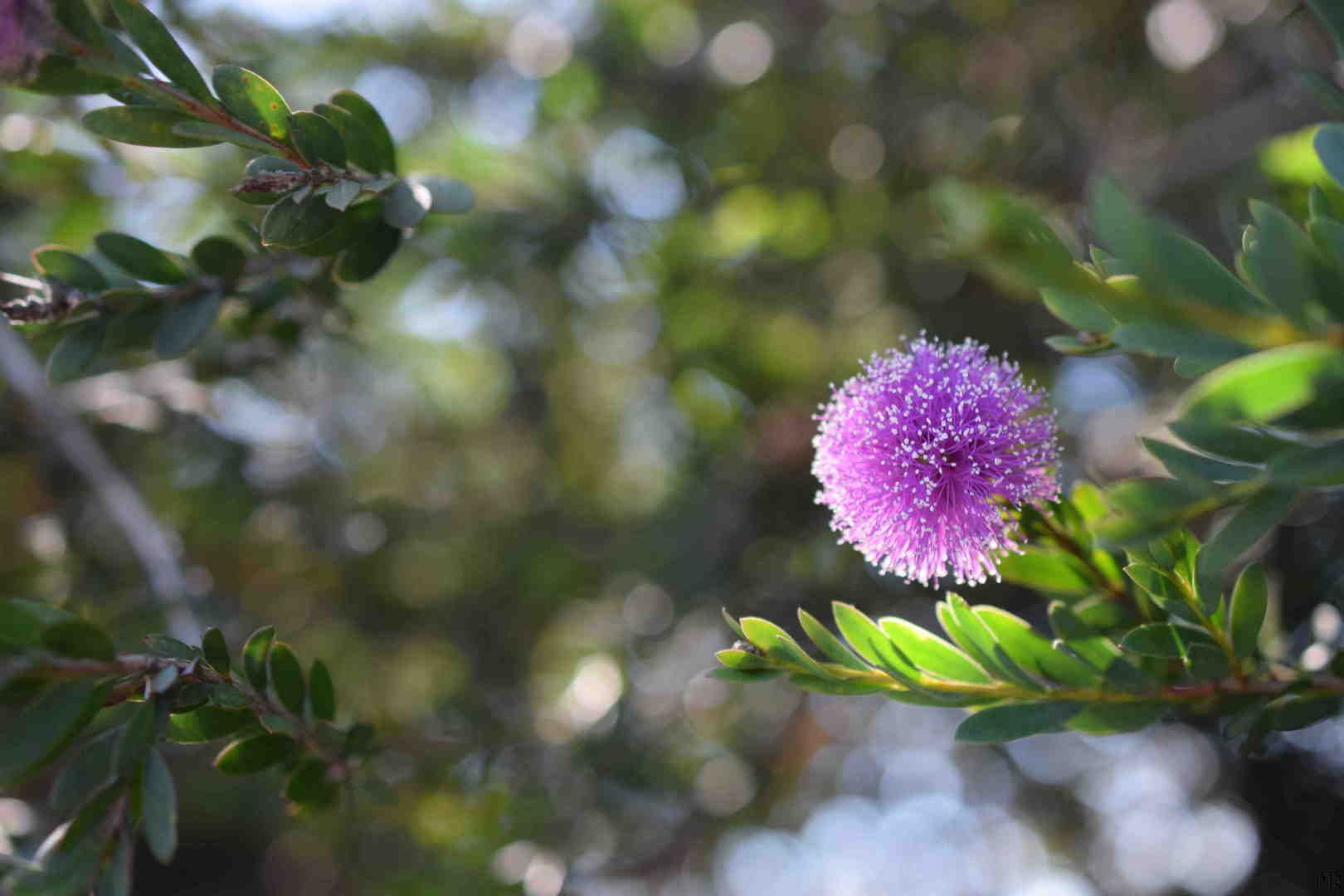 Purple flower in bush