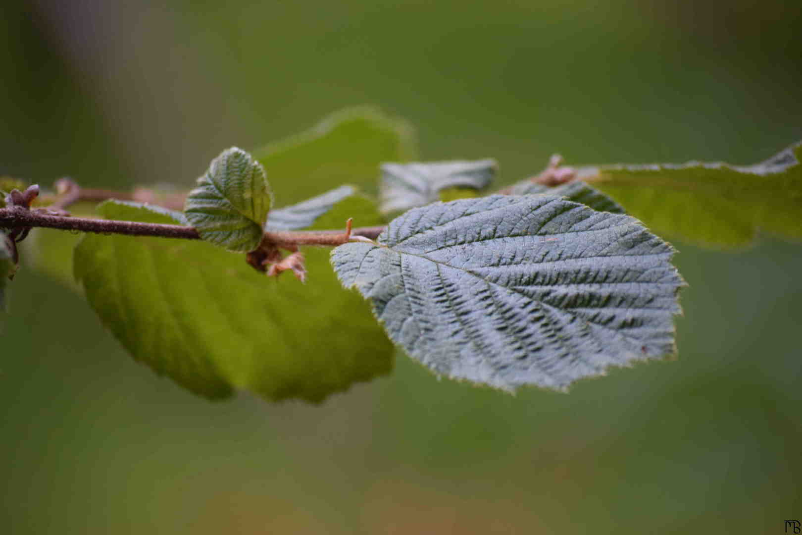 Leaves on tree