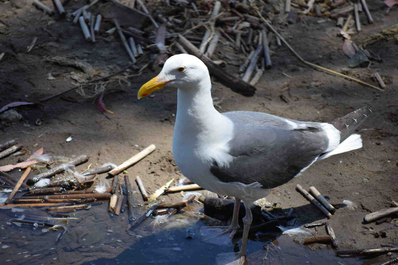 Bird on beach