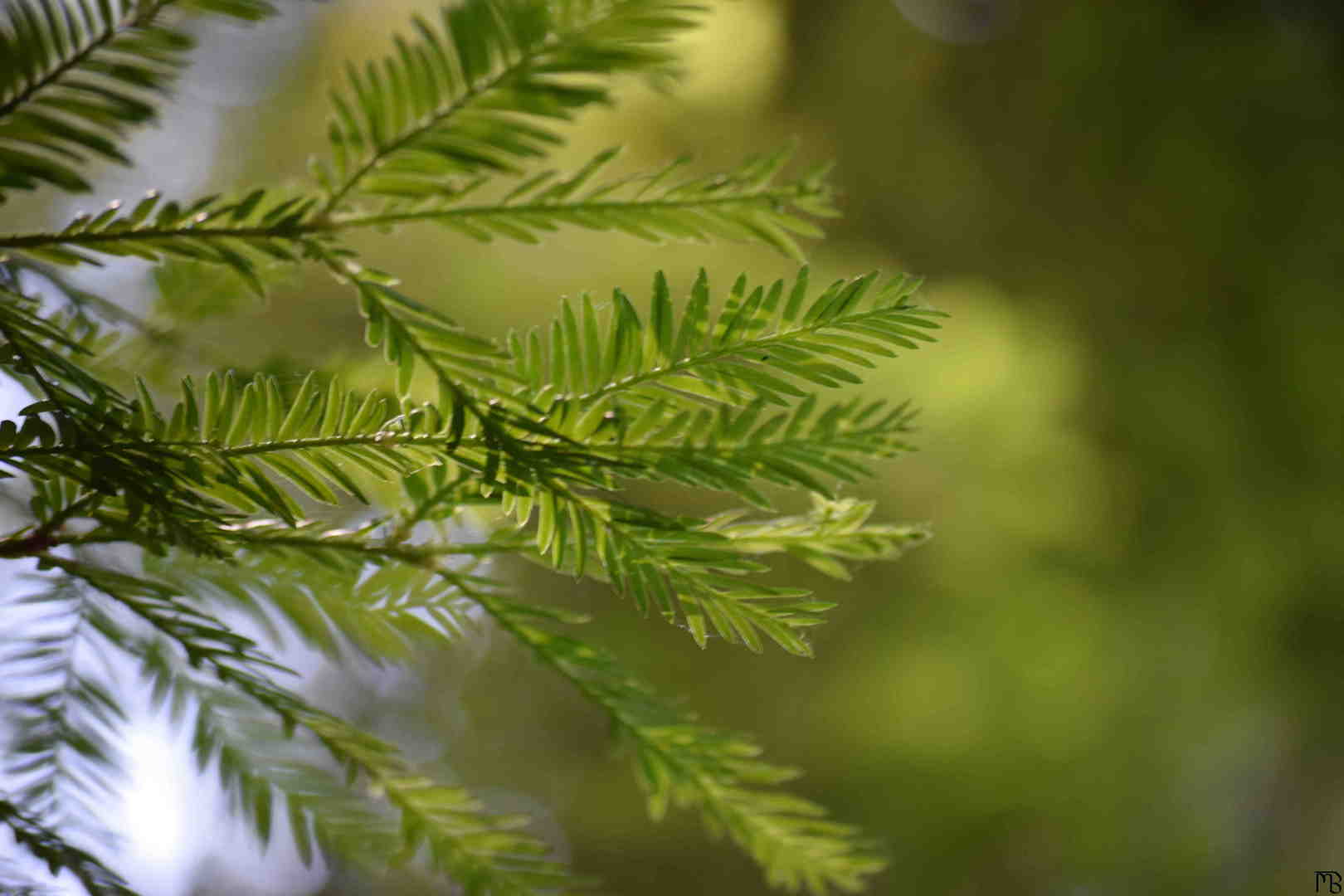 Leaves in tree