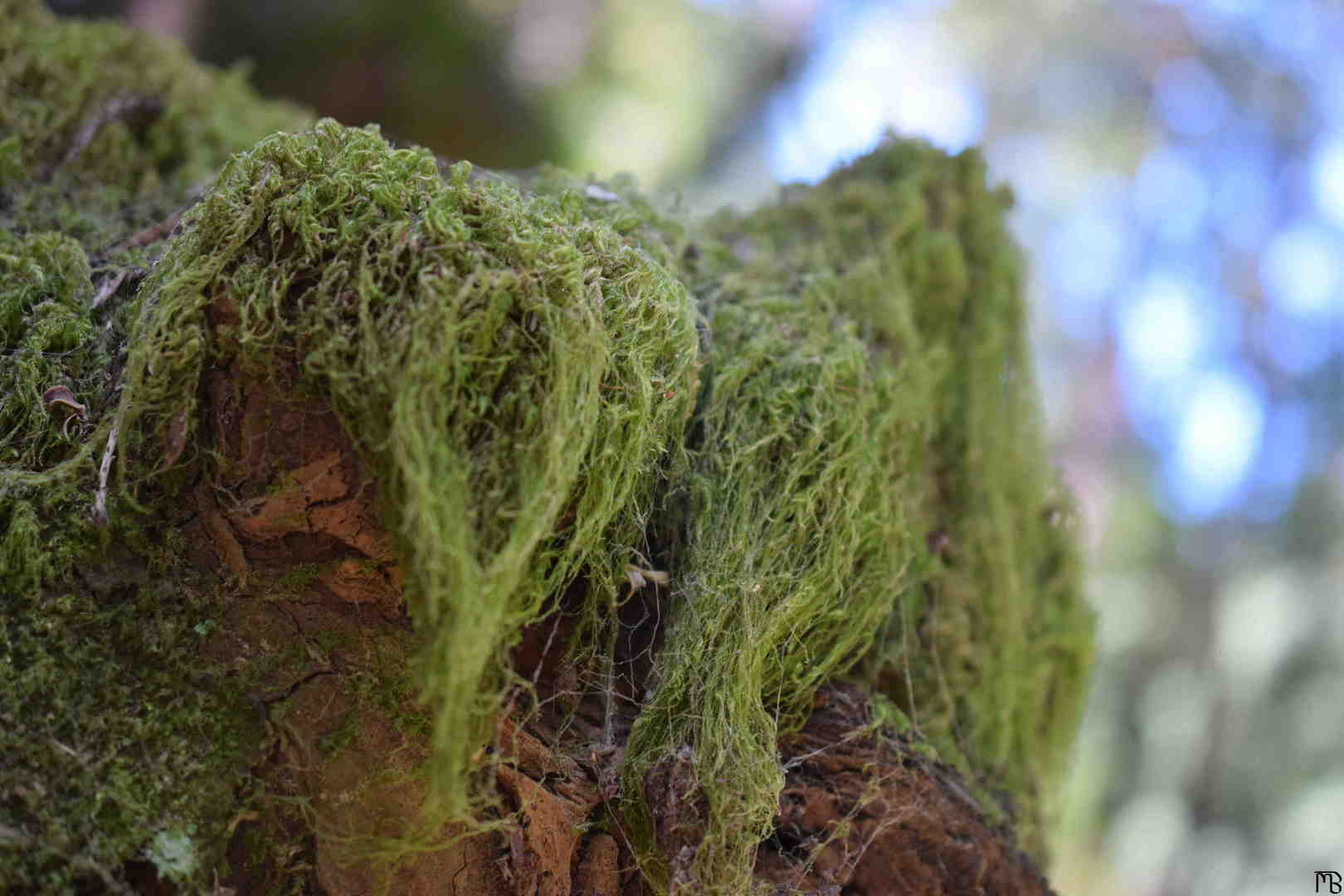 Moss hanging off a rock