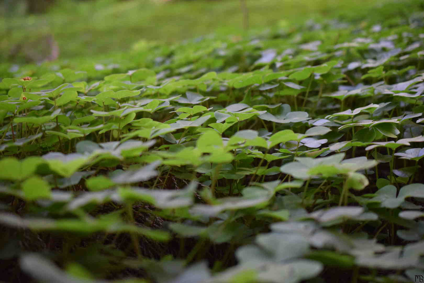 Clover in a field