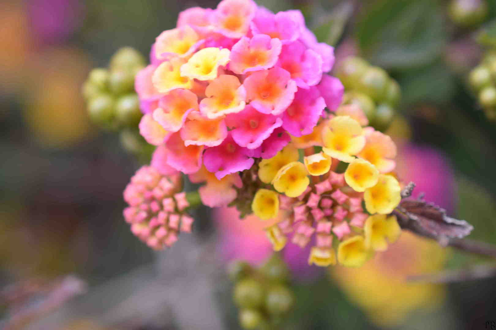 Pink and yellow flowers