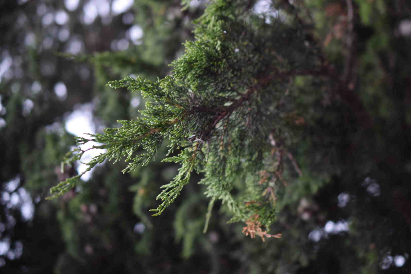 Pine tree branch