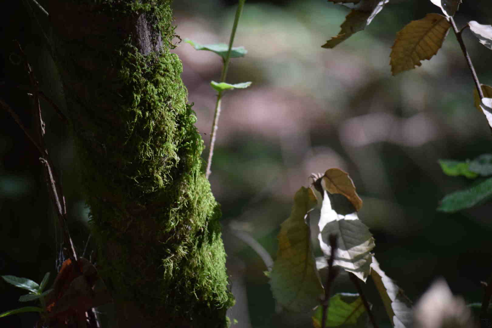 Moss on tree