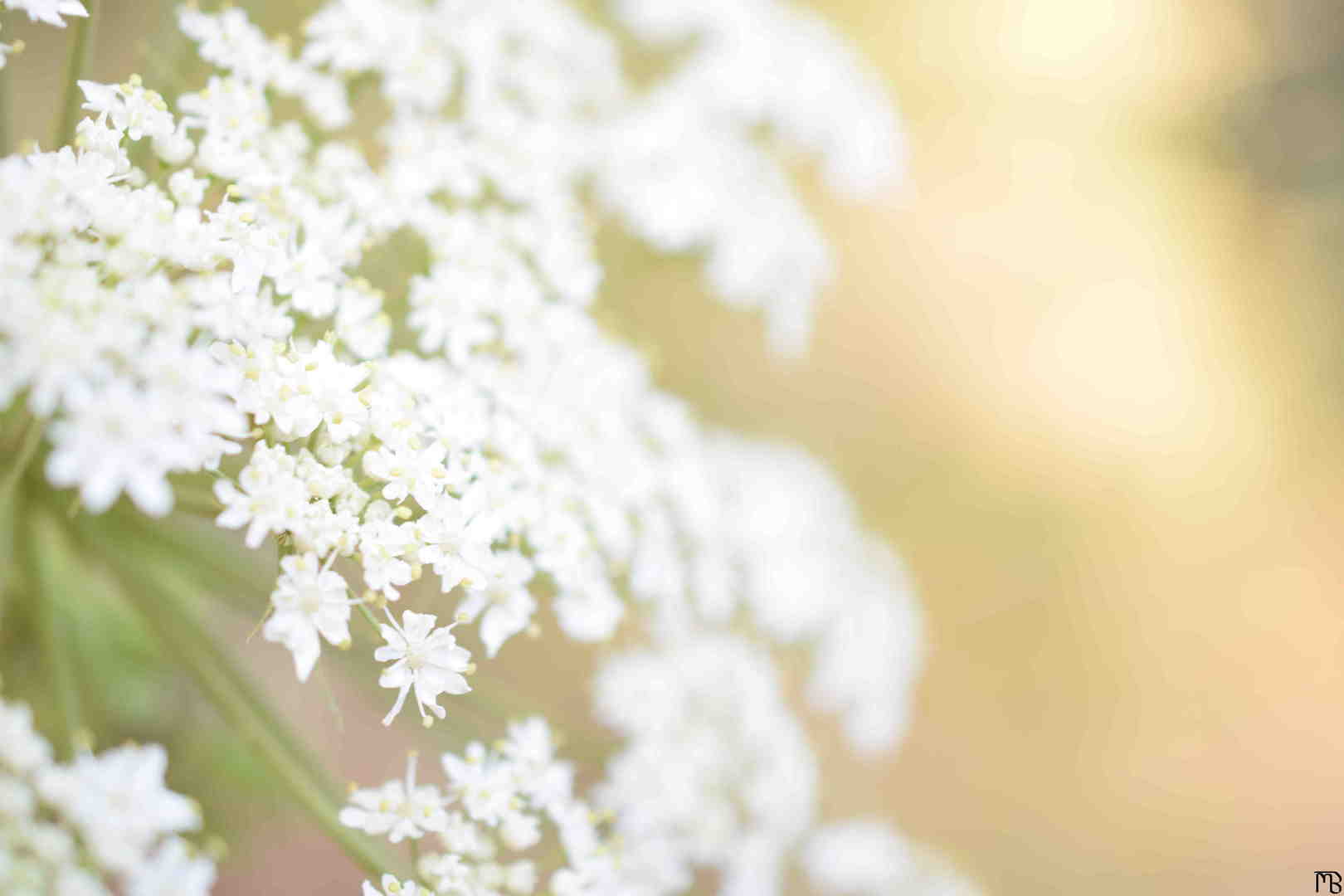 Sun highlighting white flowers