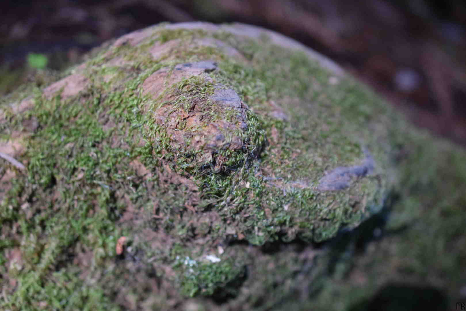 Moss on round rock