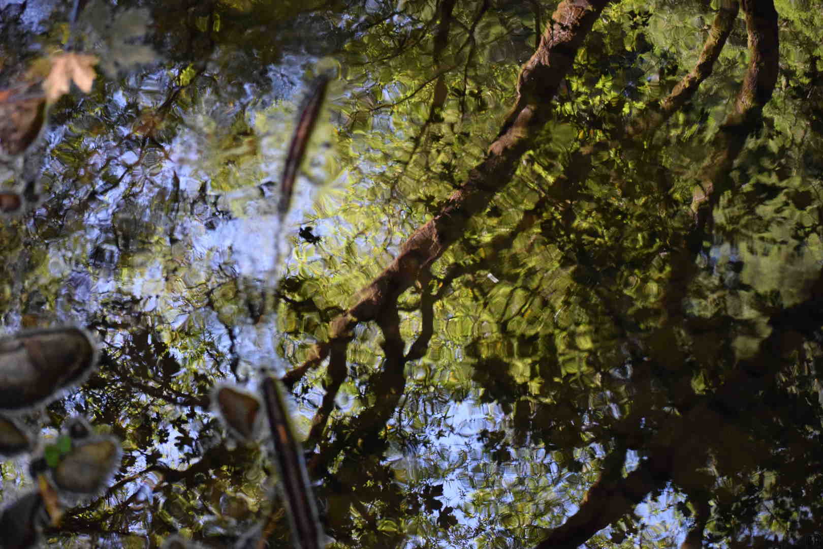 River reflecting tree