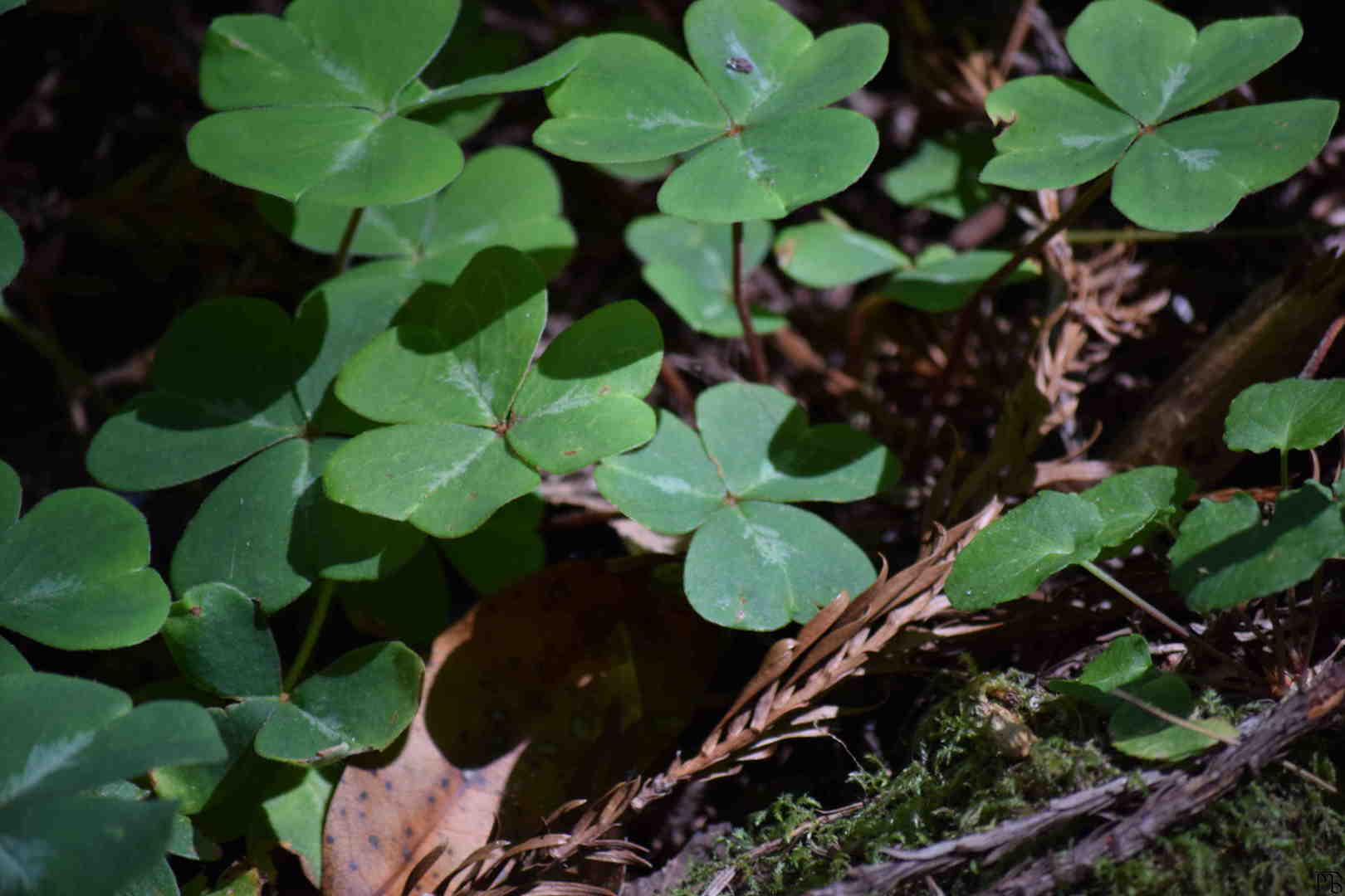 Clovers in the shade