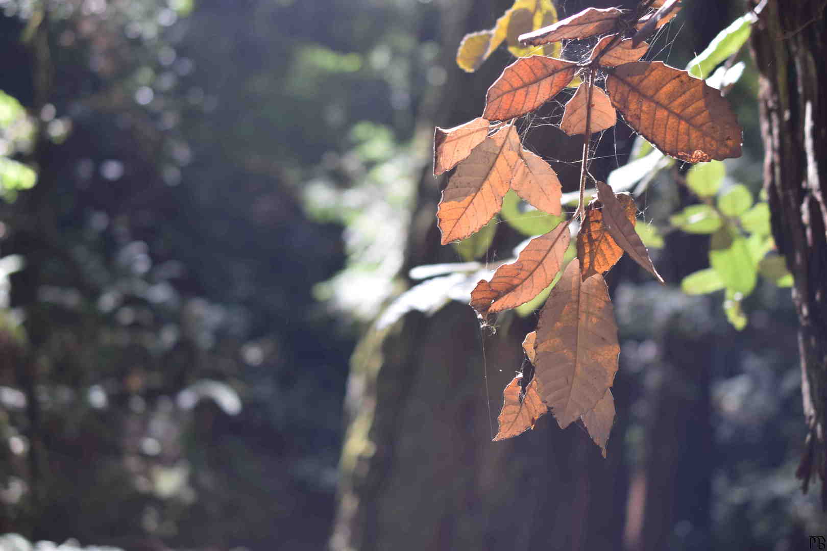 Dead leaves in a forest