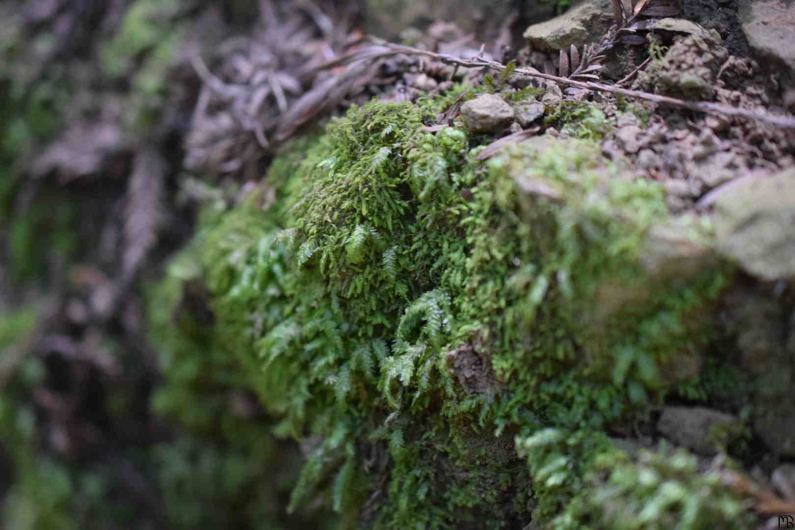 Moss on rock