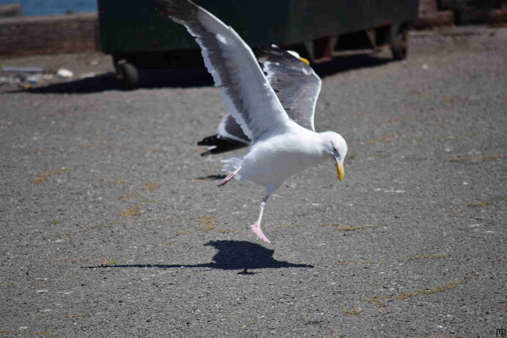 Bird landing