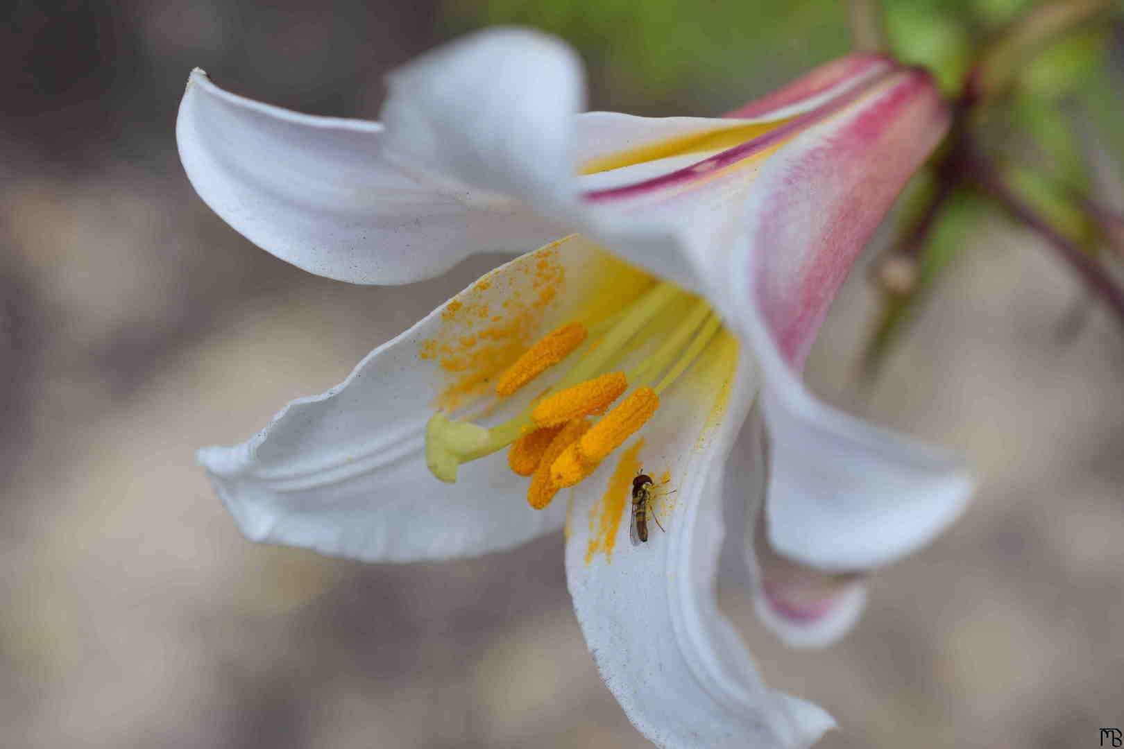 Bug in white flower