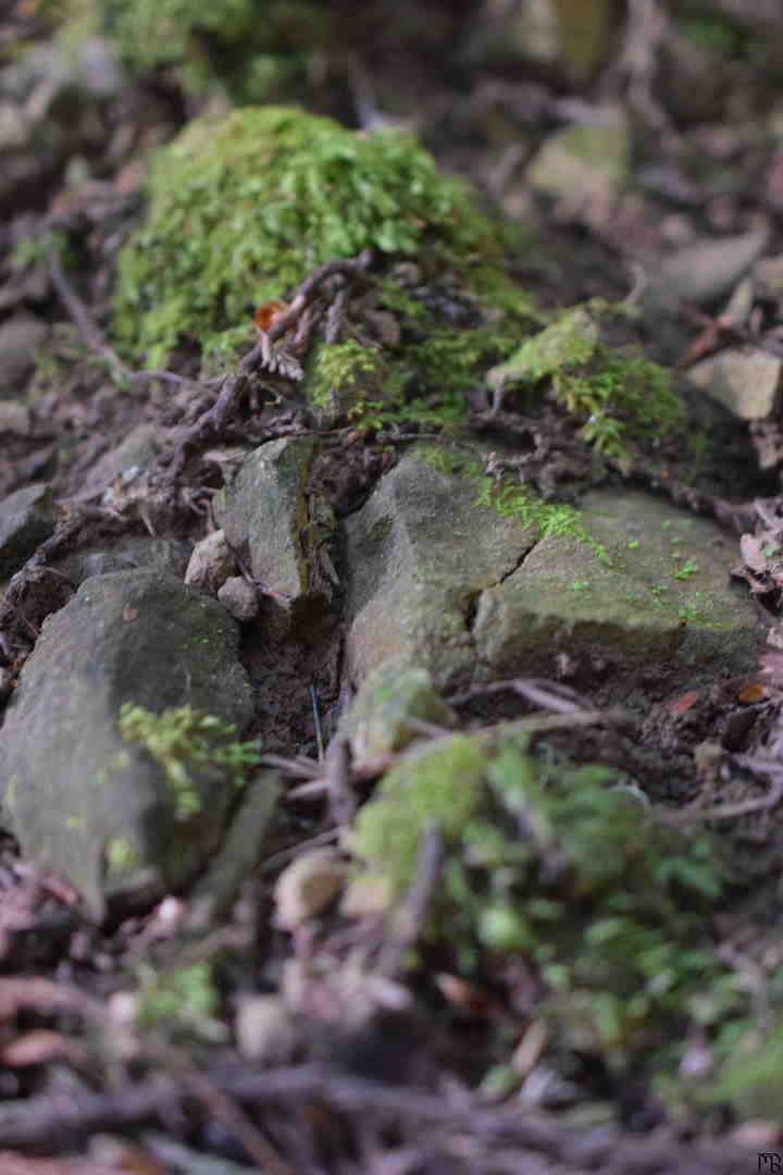 Moss on rocks