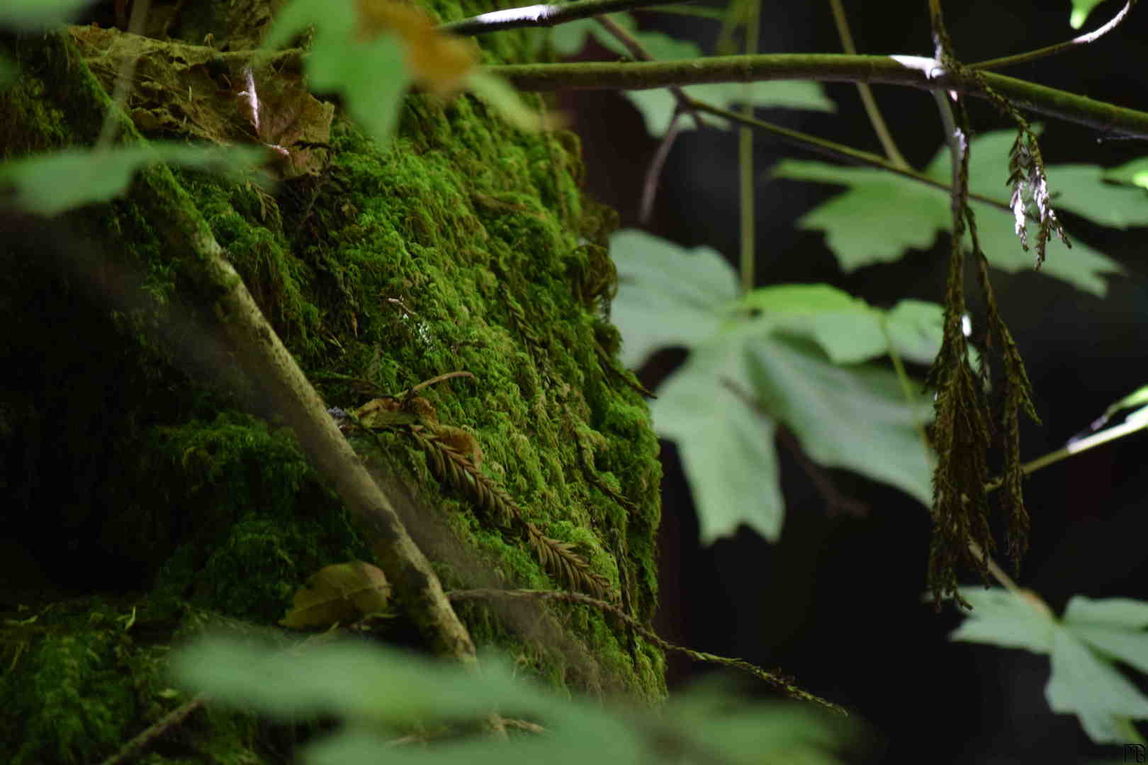 Moss through the leaves