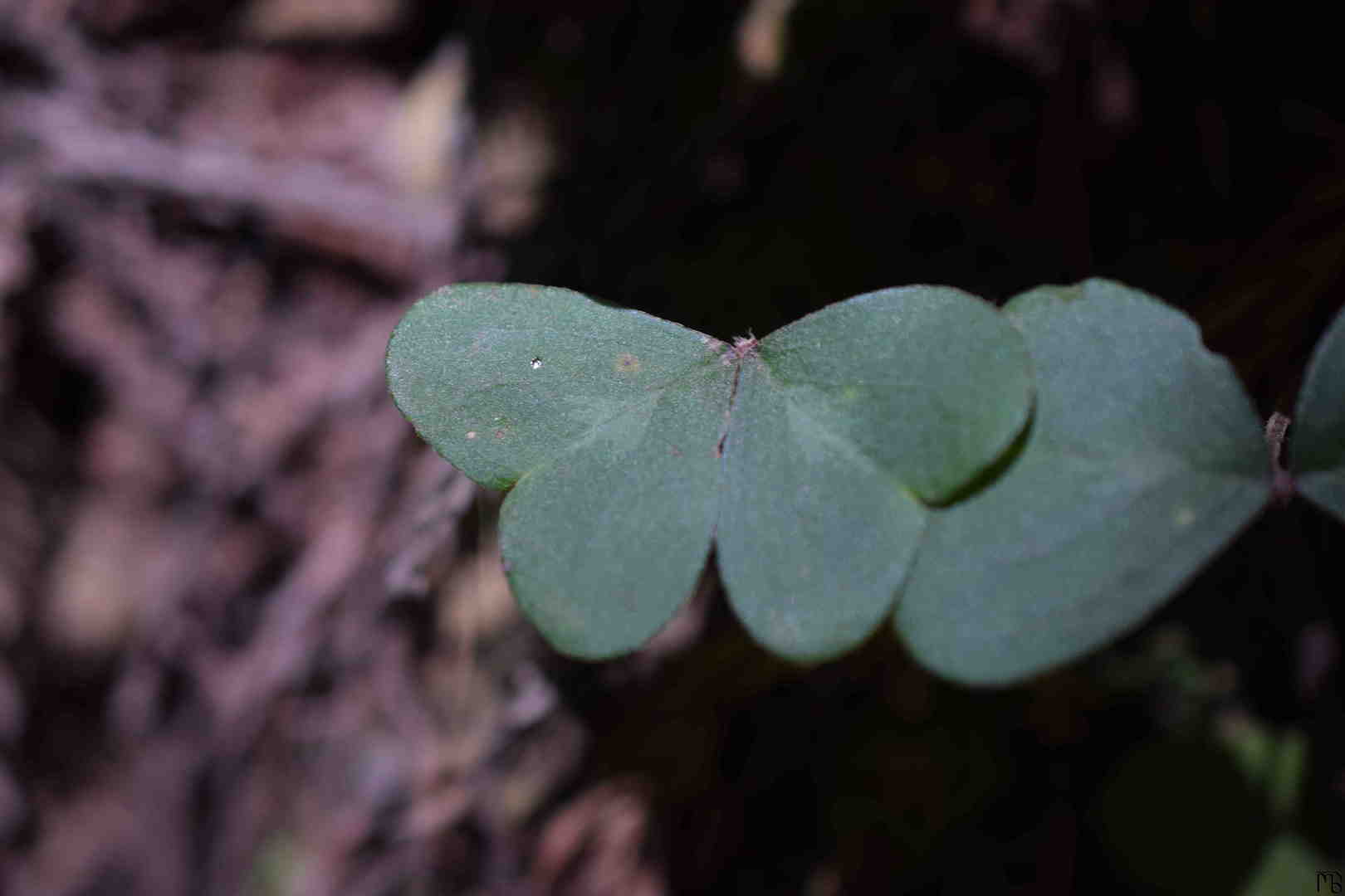 Butterfly shaped clover