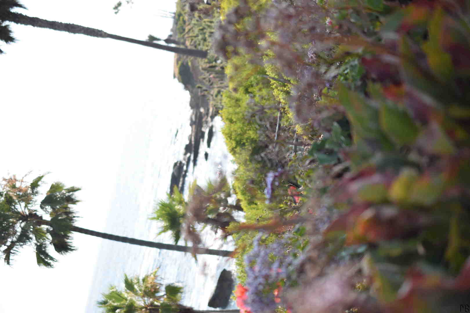 Beach through bushes