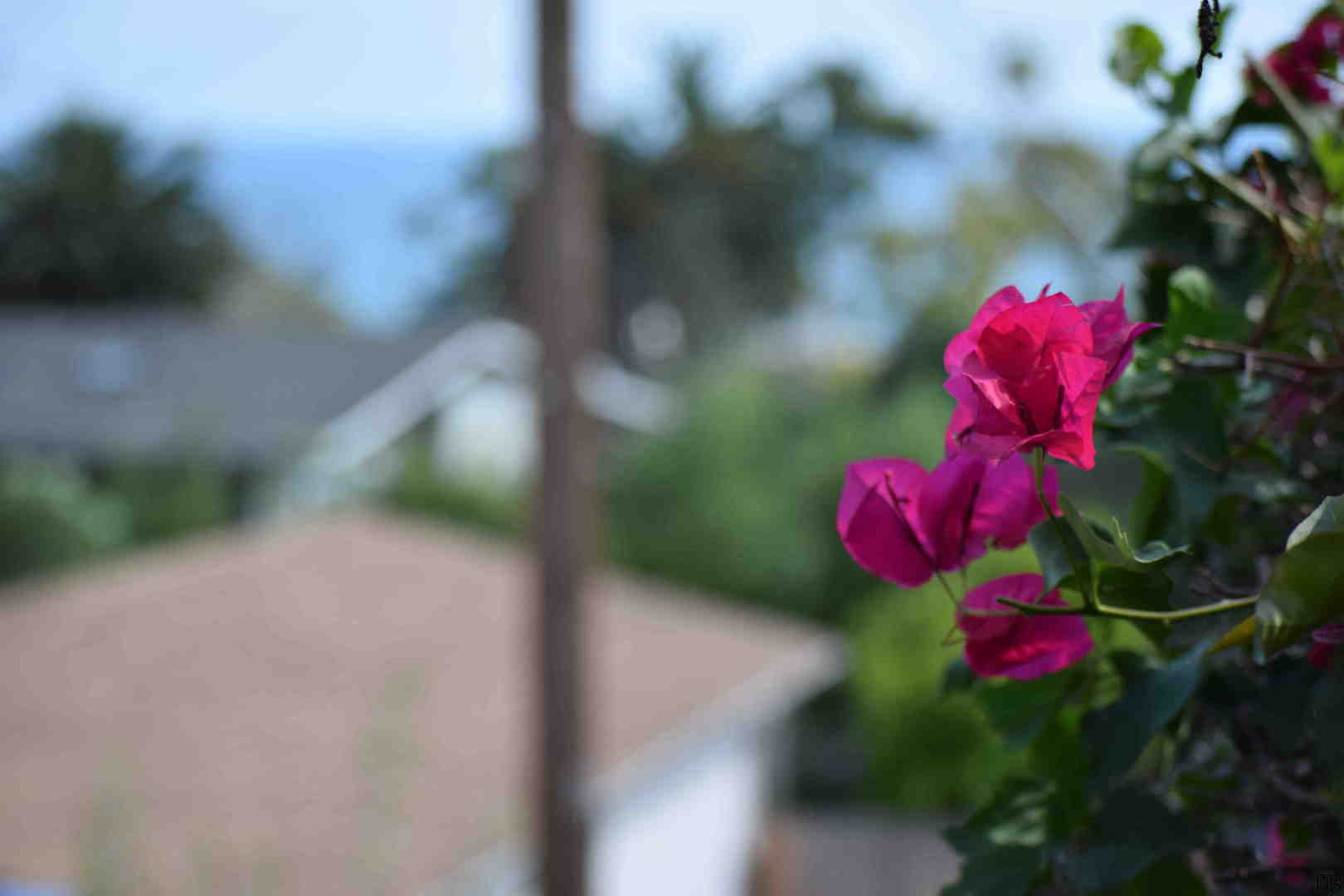 Red flowers near beach