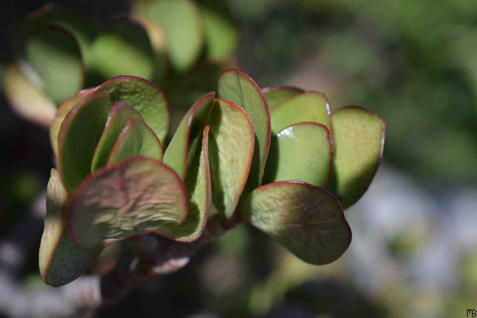 Green leaves