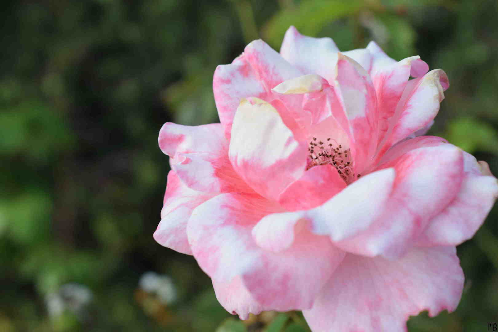 Pink flower