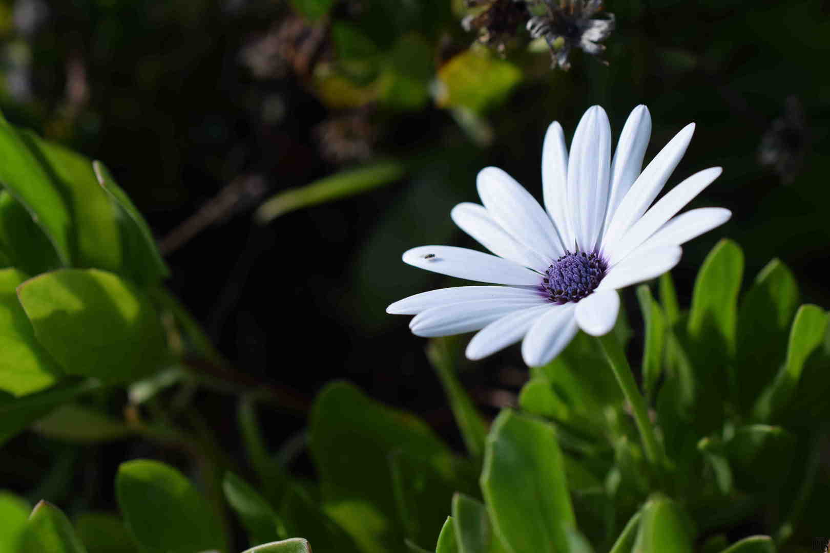 White flower with fly