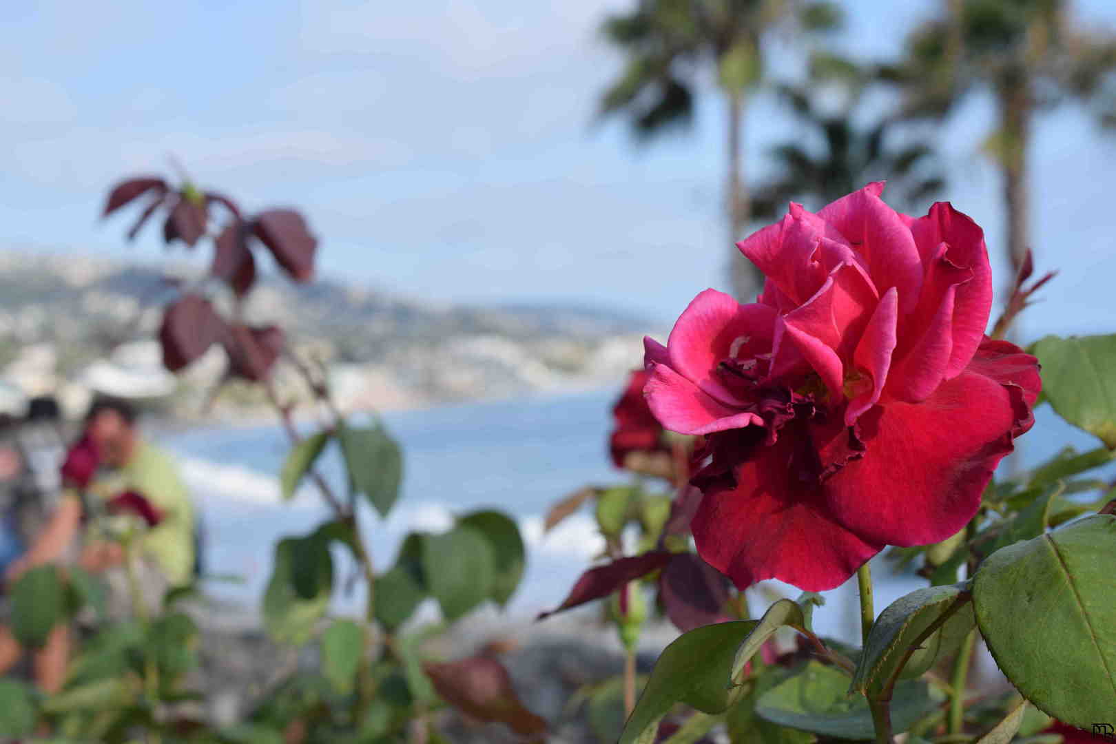 Red flower on beach