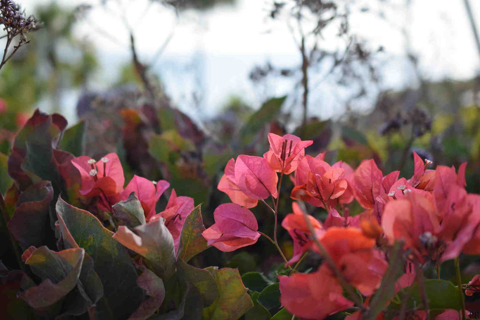 Red flowers in bush