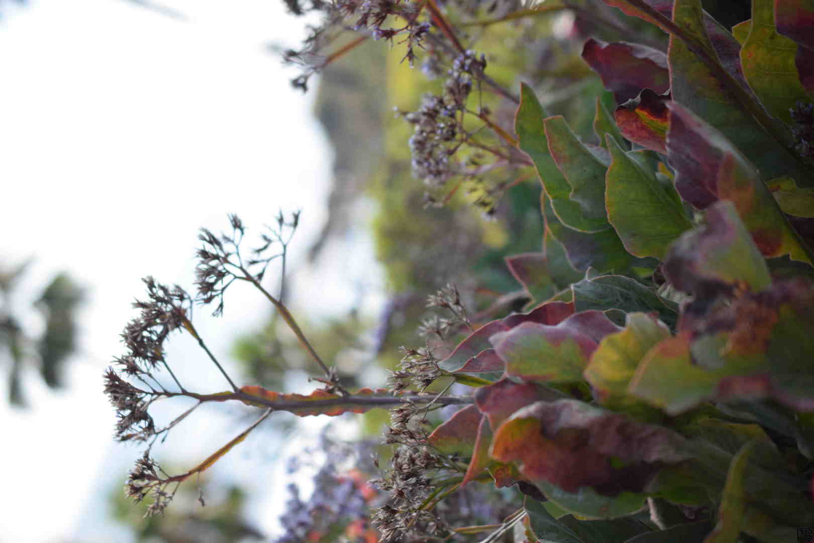 Bush near beach