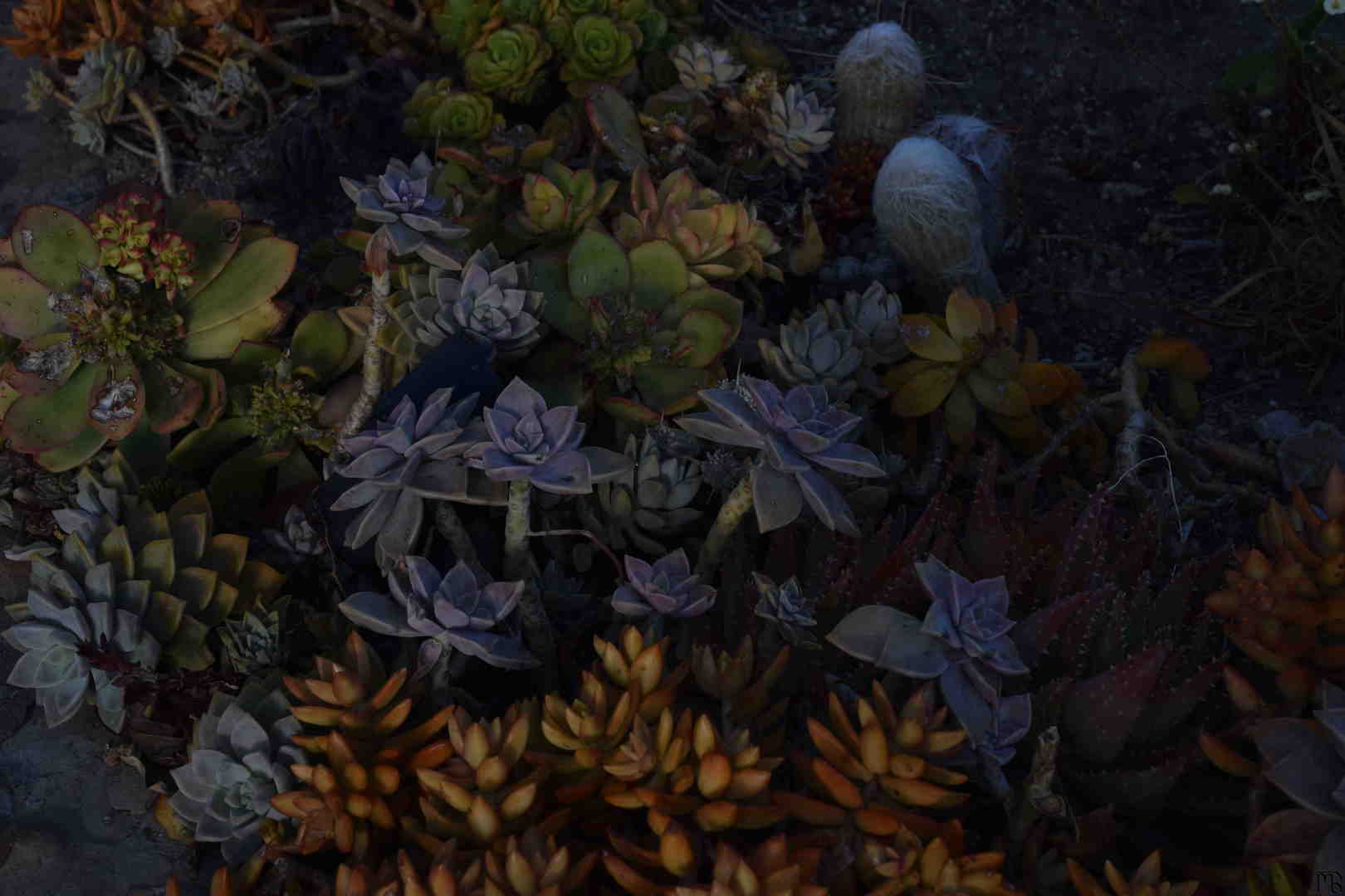 Desert flora at dark