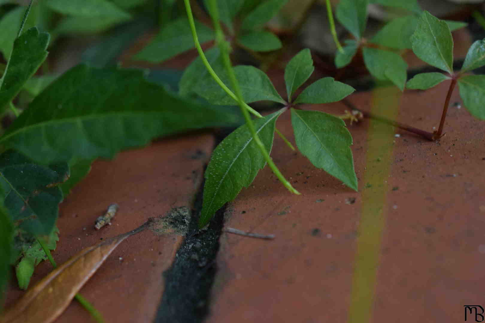 Leaves on brick