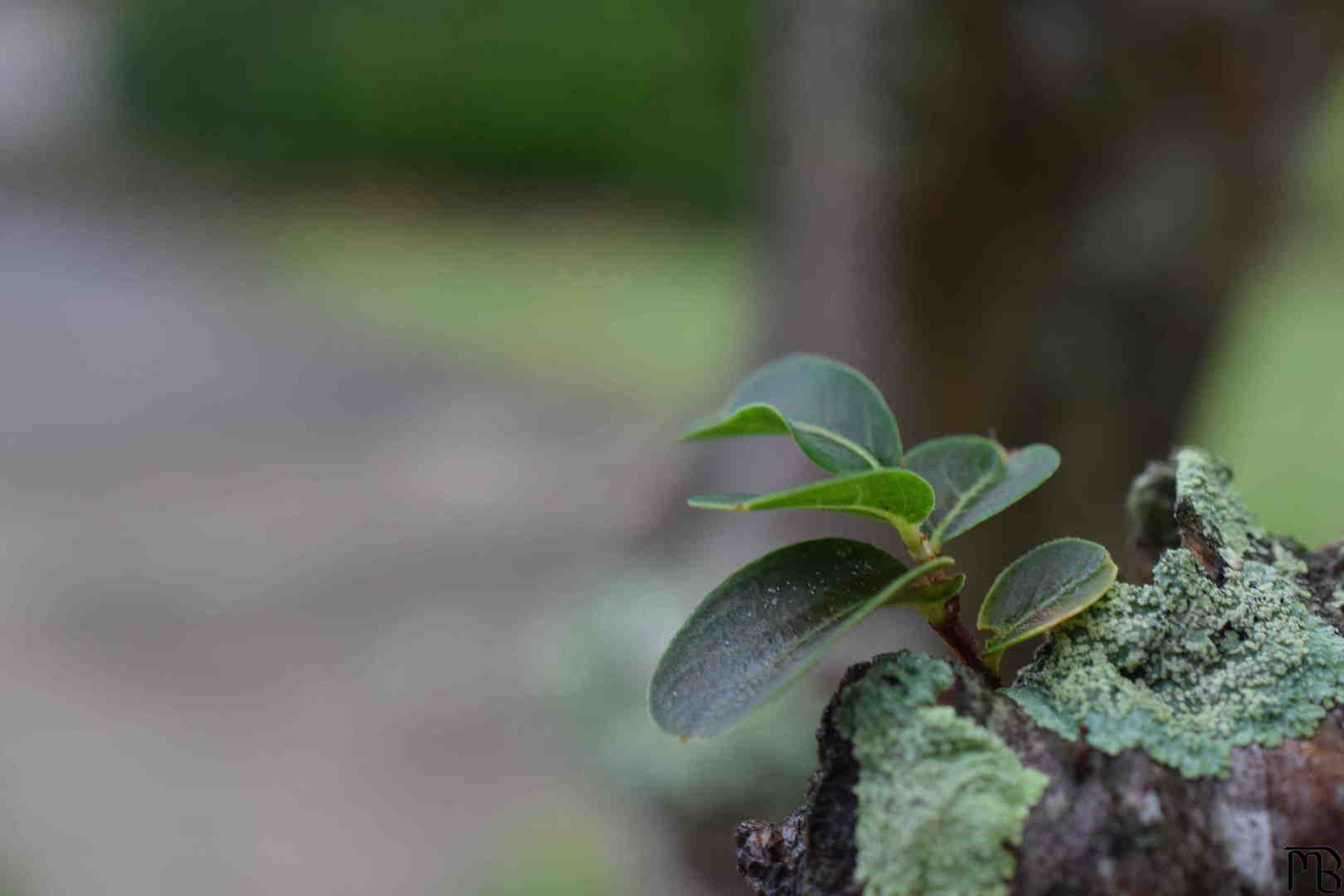 Baby branch